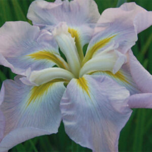 Iris Ens. Pink Frost