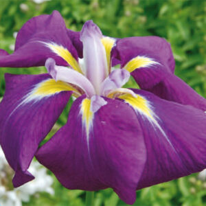 Iris Ens. Sensation