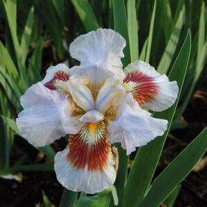 Iris Germ. Langport Storm
