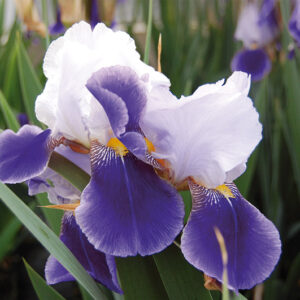 Iris Germ. Braithwaite