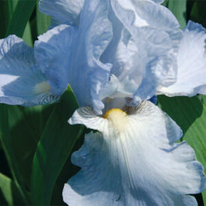 Iris Germ. Jane Phillips