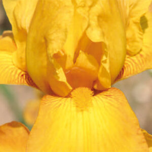 Iris Germ. Lord Warden