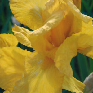 Iris Germ. Ola Kala