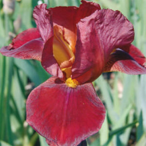 Iris Germ. Quechee