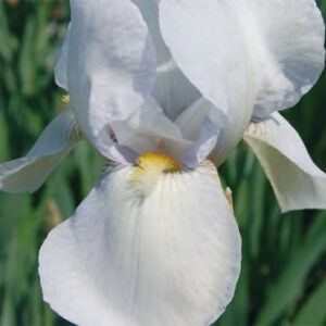 Iris Germ. White City