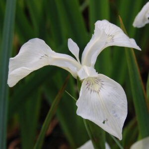 Iris Pseuda. Creme De La Creme