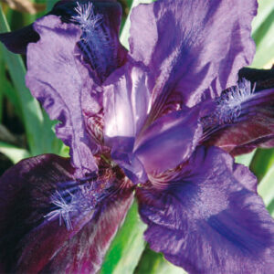 Iris Pumila Pastel Charm