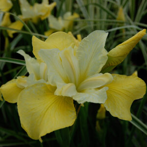 Iris Sib. Butter & Sugar