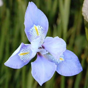 Iris Unguicularis