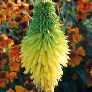 Kniphofia Bees Lemon
