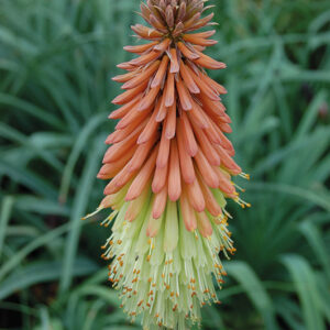 Kniphofia Coral Breaker