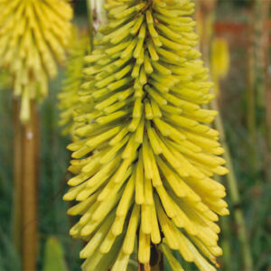 Kniphofia Dorset Sentry