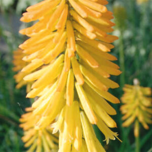 Kniphofia Mango Popsicle
