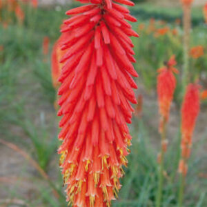 Kniphofia Nancy’s Red