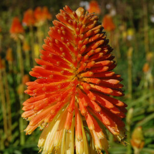 Kniphofia Rooperi