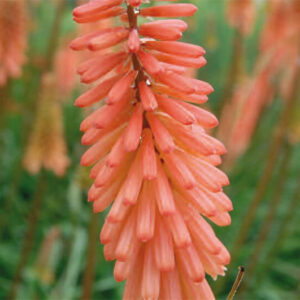 Kniphofia Timothy
