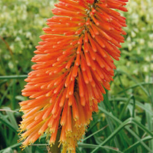 Kniphofia Uvaria Nobilis