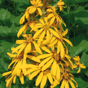 Ligularia Gregynog Gold