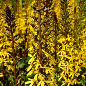 Ligularia Little Rocket