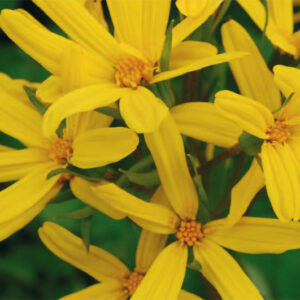 Ligularia Sungold