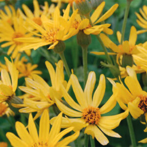 Ligularia Wilsoniana