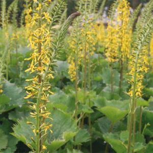 Ligularia Zepter