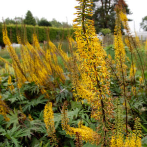 Ligularia Przewalskii