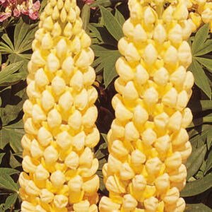 Lupin Chandelier