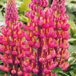 Lupin My Castle