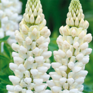 Lupin Noble Maiden