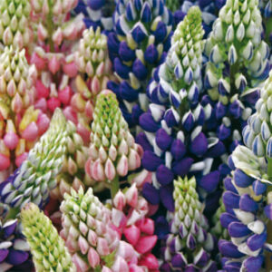 Lupin Russell Hybrids