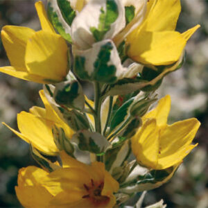 Lysimachia Punctata Alexander