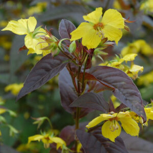 Lysimachia Firecracker
