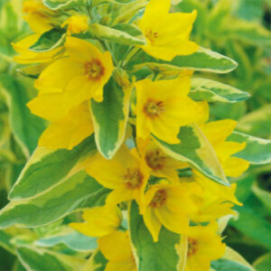 Lysimachia Walgoldalex