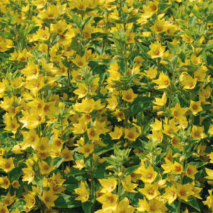 Lysimachia Punctata