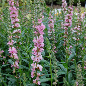 Lythrum Blush