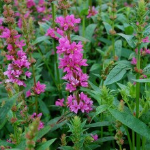 Lythrum Robert