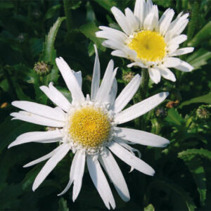 Leucanthemum Angel