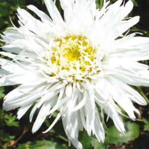 Leucanthemum  X Superbum Aglaia