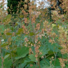 Macleaya Kelways Coral
