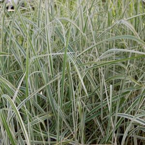 Miscanthus Sin. Variegata