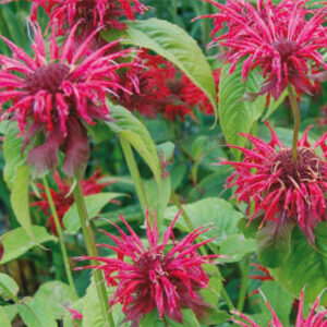 Monarda Cambridge Scarlet