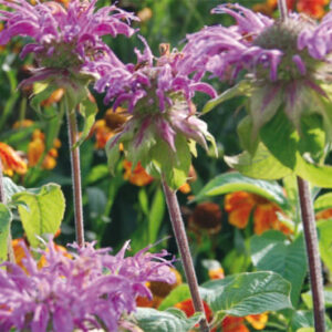 Monarda Prairie Night