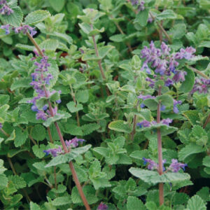 Nepeta Mussinii