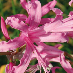 Nerine Isabella
