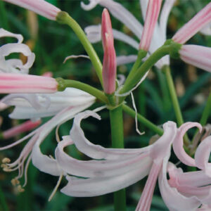 Nerine Nikita