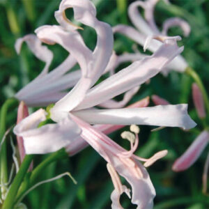 Nerine Stefanie