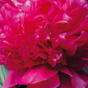 Paeonia Lact. Felix Crousse