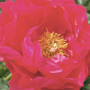 Paeonia Lact. Paula Fay