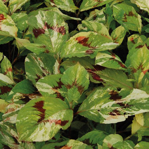 Persicaria Painters Palette